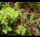 Oxalis dillenii