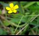 Oxalis dillenii