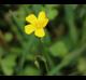Oxalis dillenii