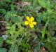 Oxalis texana