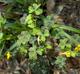 Oxalis texana