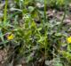 Oxalis texana