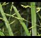 Panicum rigidulum