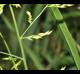 Panicum rigidulum