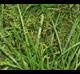Panicum rigidulum