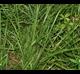 Panicum rigidulum