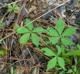 Parthenocissus quinquefolia