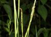 Paspalum notatum