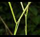 Paspalum notatum