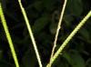 Paspalum notatum