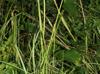 Paspalum notatum