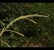 Paspalum urvillei