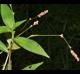Persicaria longiseta