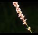 Persicaria longiseta