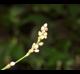 Persicaria punctata