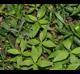 Phyla lanceolata