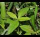 Phyla lanceolata