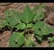 Physalis cordata