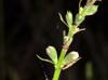 Physostegia intermedia