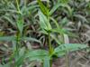 Physostegia intermedia