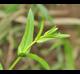 Physostegia intermedia