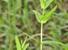 Physostegia intermedia