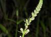 Physostegia intermedia