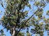 Pinus echinata