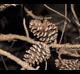 Pinus echinata
