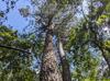 Pinus echinata