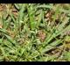 Poa Annua