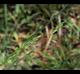 Poa autumnalis