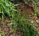 Poa autumnalis