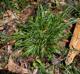 Poa autumnalis