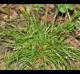 Poa autumnalis