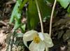 Podophyllum peltatum