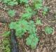 Podophyllum peltatum