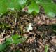Podophyllum peltatum
