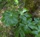 Podophyllum peltatum