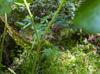 Podophyllum peltatum