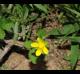 Potentilla indica