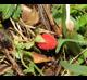 Potentilla indica