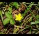 Potentilla indica
