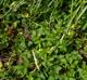 Potentilla indica