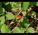 Potentilla indica