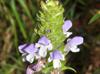 Prunella vulgaris