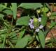 Prunella vulgaris