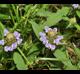 Prunella vulgaris