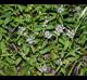 Prunella vulgaris