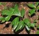 Prunus serotina